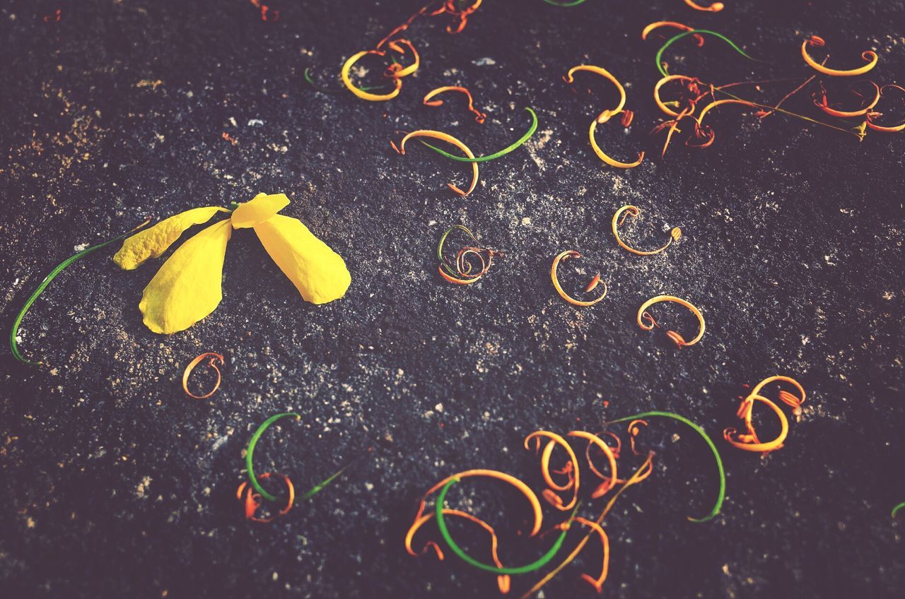 Fallen flower and pollens on ground