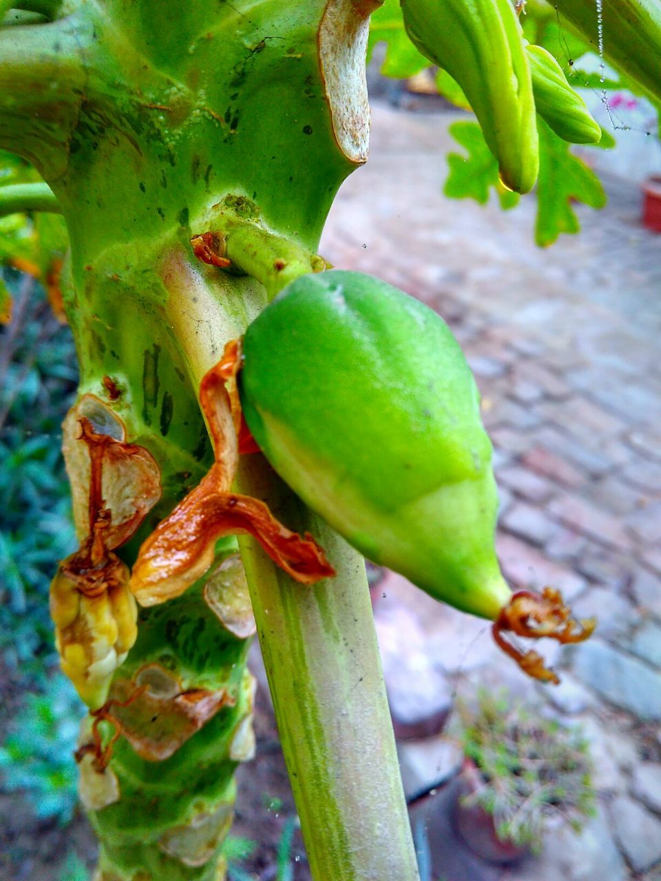 CLOSE-UP OF CRAB ON PLANT