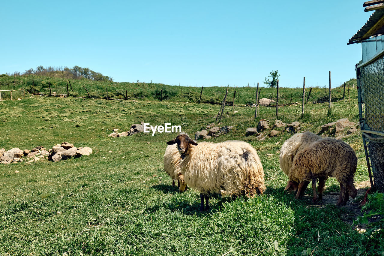 Cute sheep grazing on green meadows in the farm in mountains in sicily, italy.