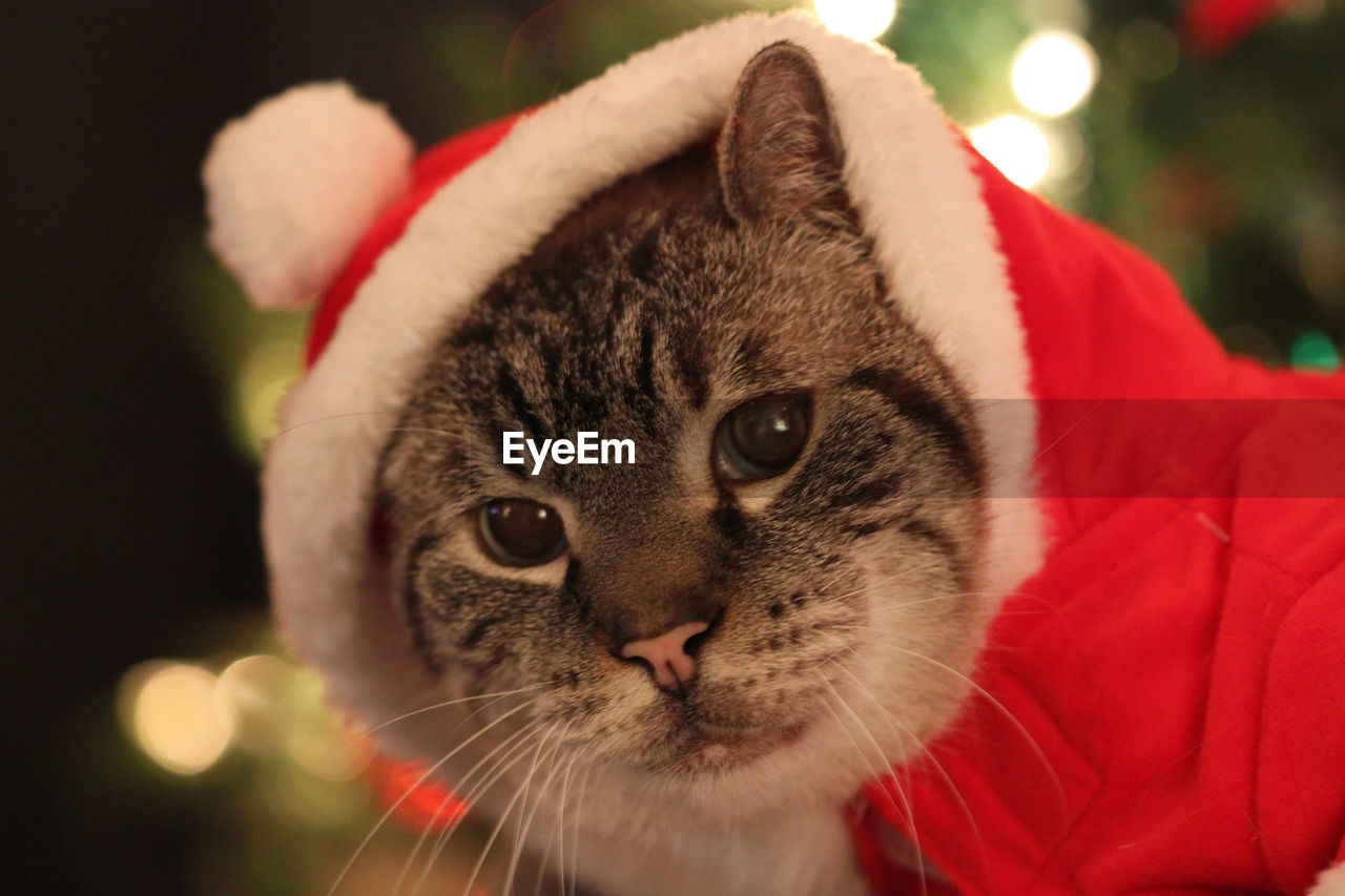 CLOSE-UP PORTRAIT OF CAT WITH EYES