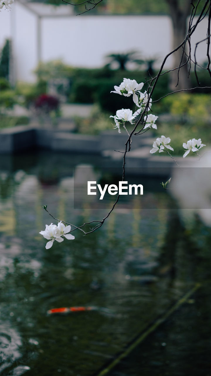 plant, flower, flowering plant, nature, green, water, beauty in nature, leaf, blossom, focus on foreground, no people, lake, freshness, day, branch, fragility, outdoors, close-up, reflection, tree, animal, animal themes, growth, garden, white, selective focus