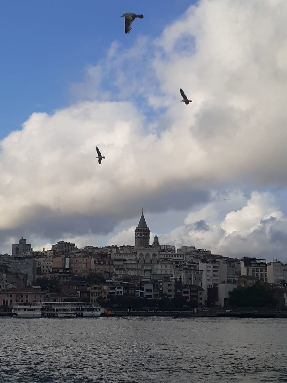 BIRDS FLYING ABOVE BUILDINGS IN CITY
