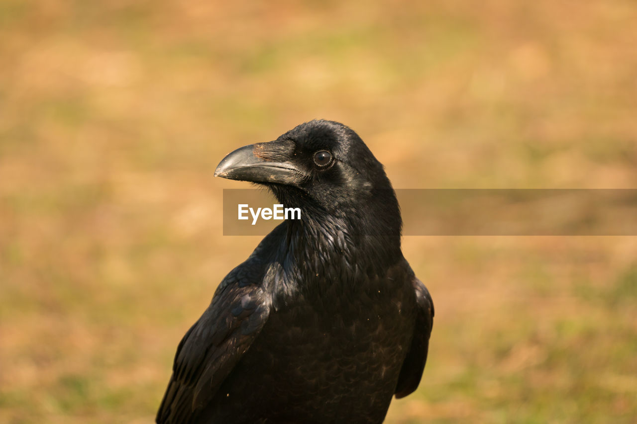 CLOSE-UP OF A DUCK