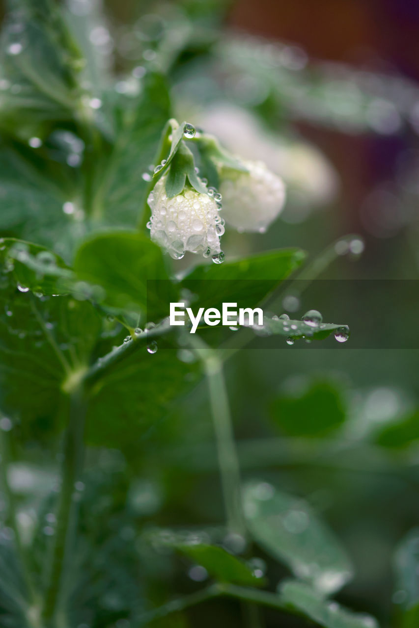 CLOSE-UP OF WATER DROPS ON LEAF