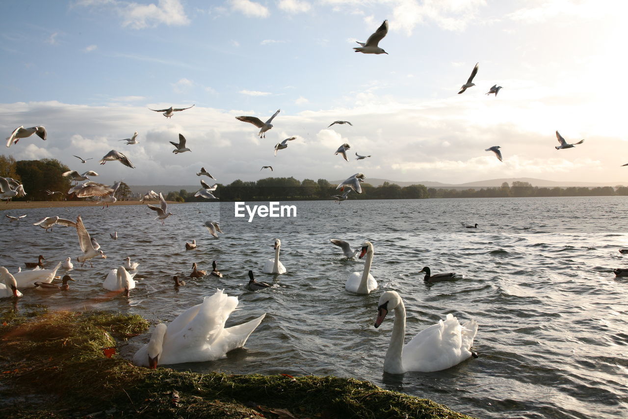 FLOCK OF SEAGULLS IN LAKE