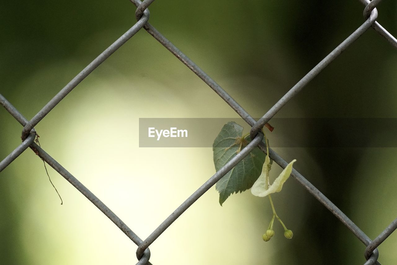 CLOSE-UP OF A CHAINLINK FENCE