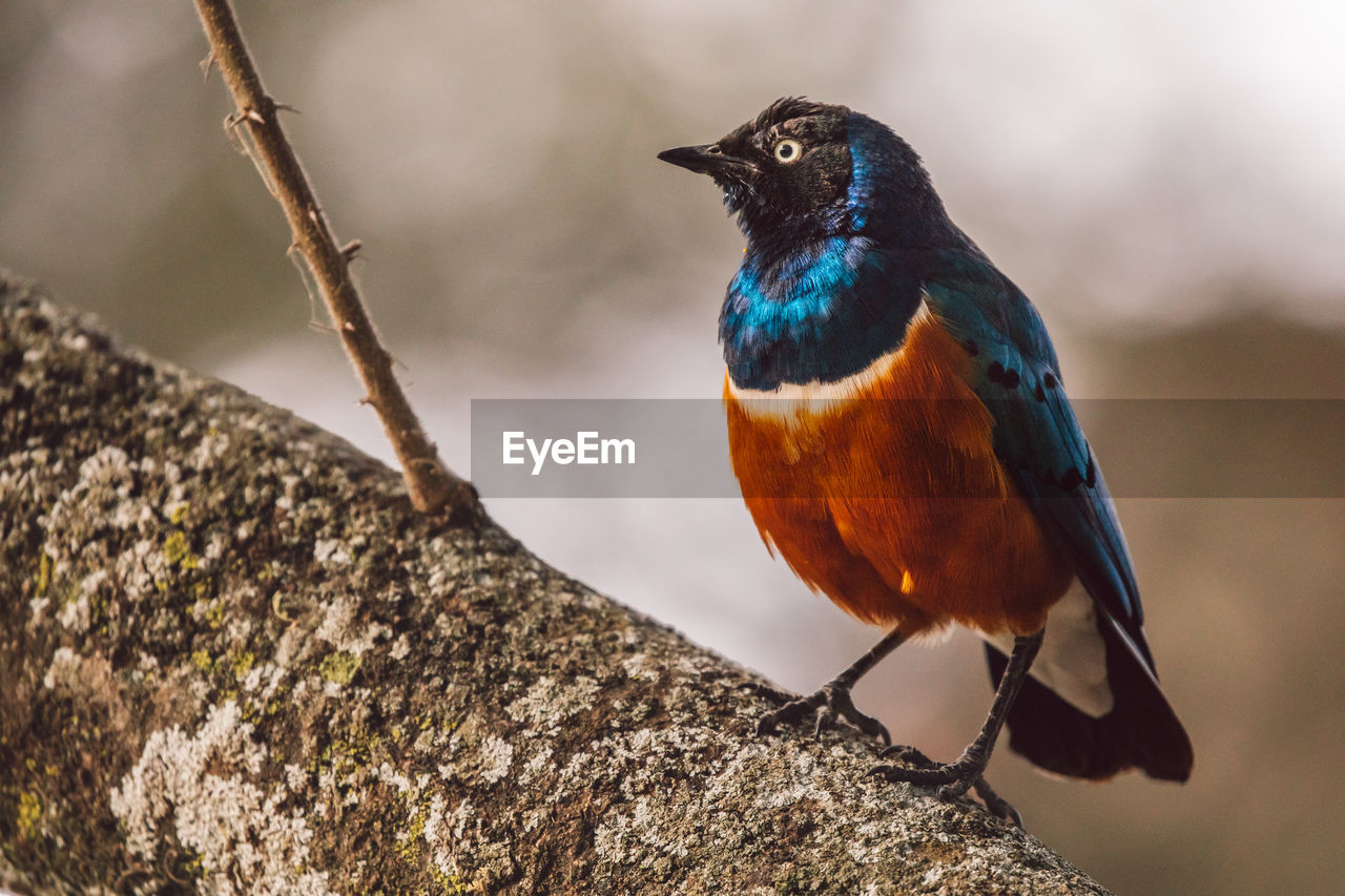 Close-up of bird perching on rock