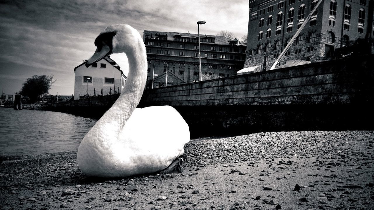 White swan on riverbank
