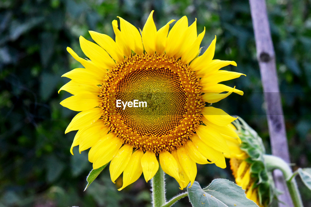 plant, yellow, flower, flowering plant, beauty in nature, sunflower, flower head, freshness, growth, nature, petal, inflorescence, close-up, fragility, landscape, pollen, rural scene, focus on foreground, no people, land, outdoors, environment, field, summer, plant part, botany, plant stem, day, agriculture, sky, leaf, macro photography, springtime, blossom, sunflower seed, vibrant color, seed, tranquility, sunlight, selective focus