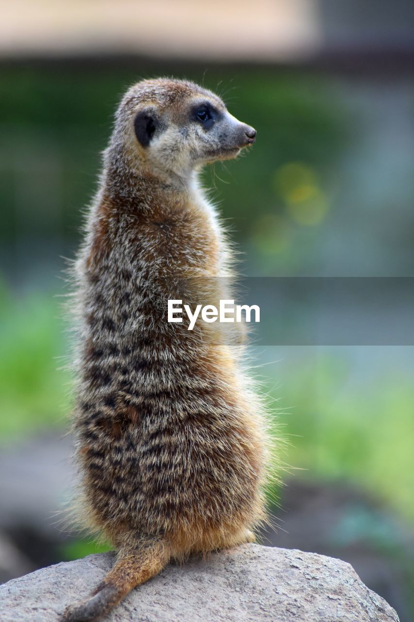 CLOSE-UP OF AN ANIMAL