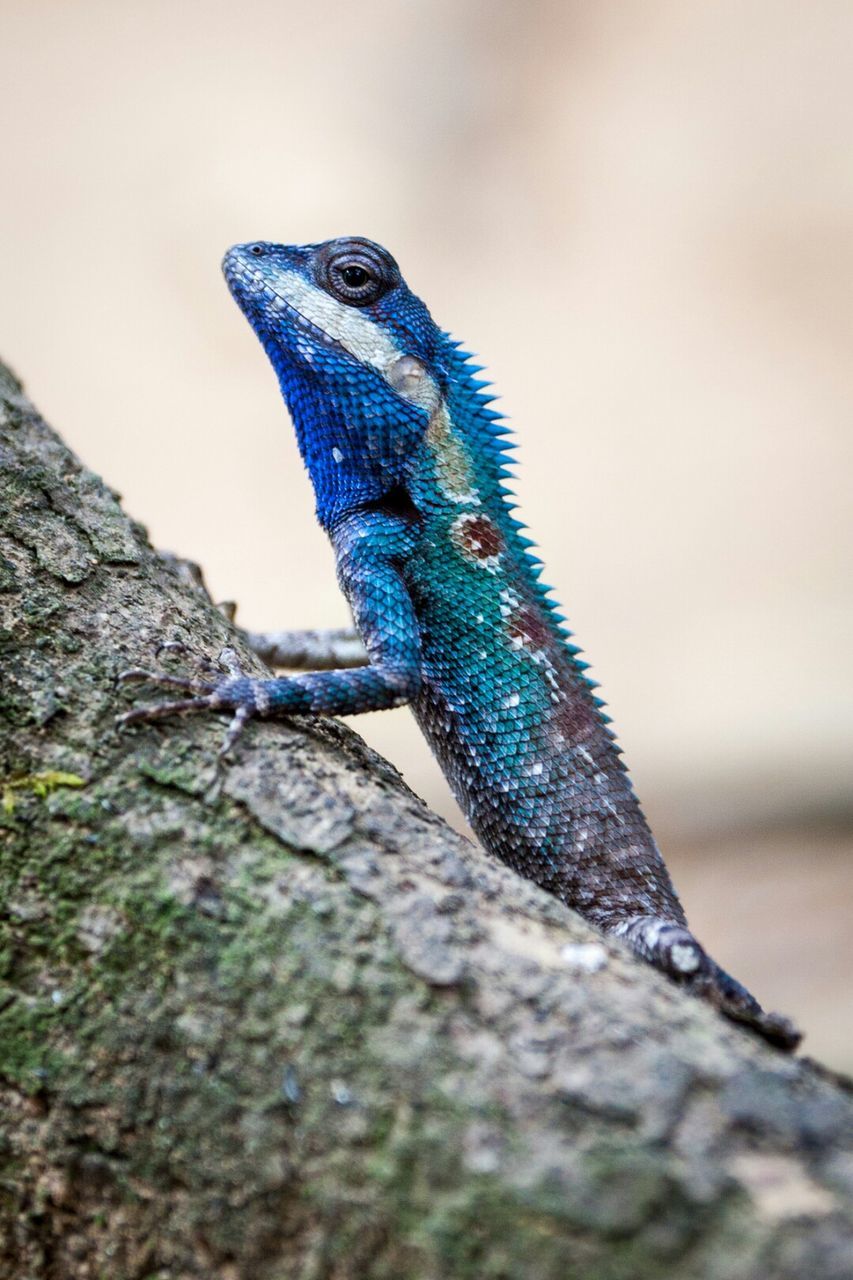 CLOSE-UP OF LIZARD ON TREE AGAINST BLUE SKY