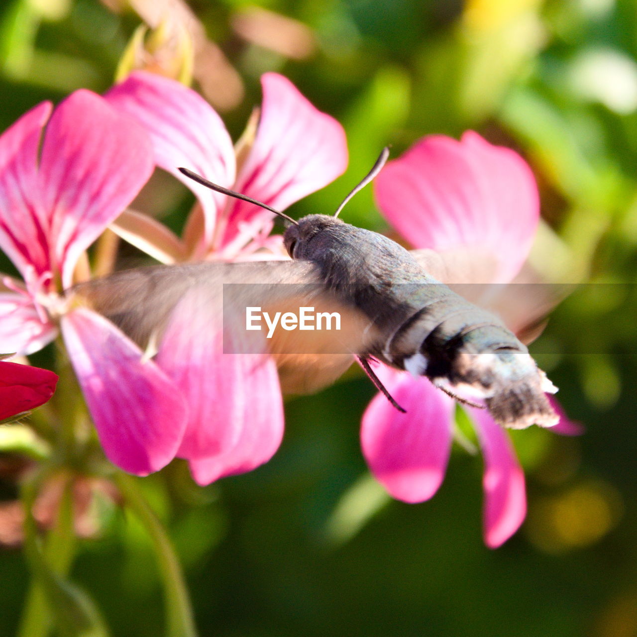 Close-up of hummingbird hawk-moth on flower