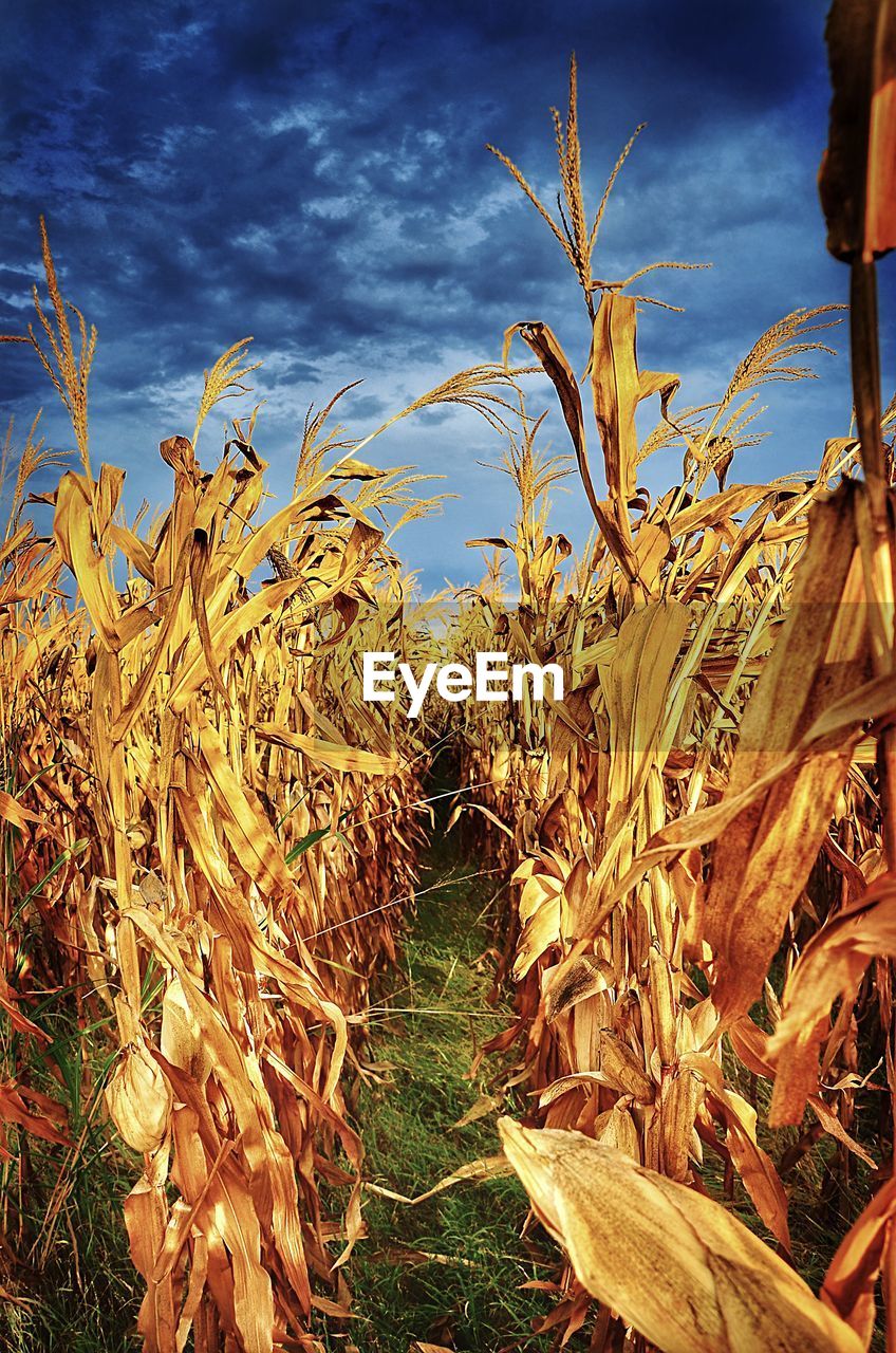 CORN FIELD AGAINST SKY