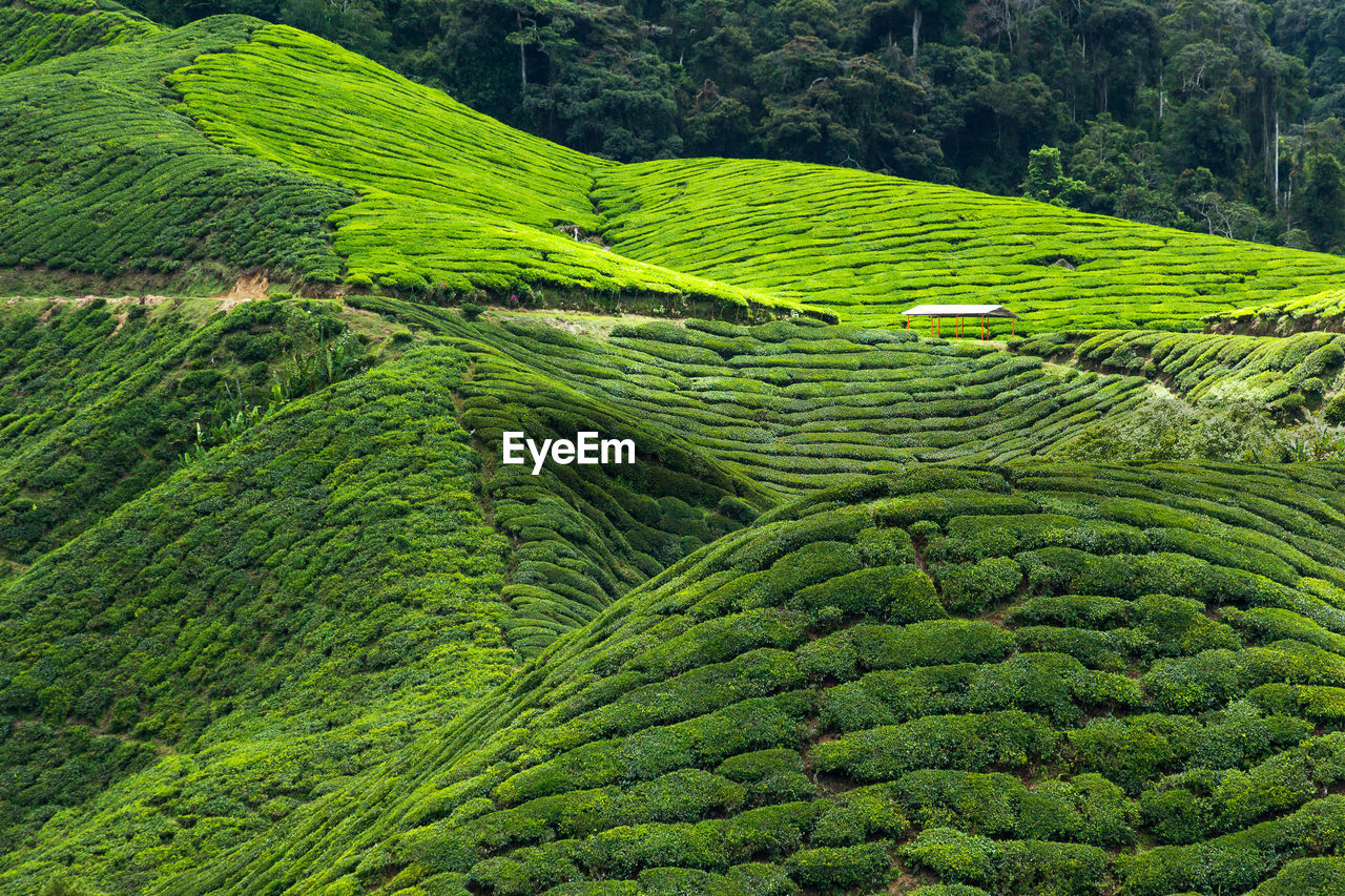 scenic view of field