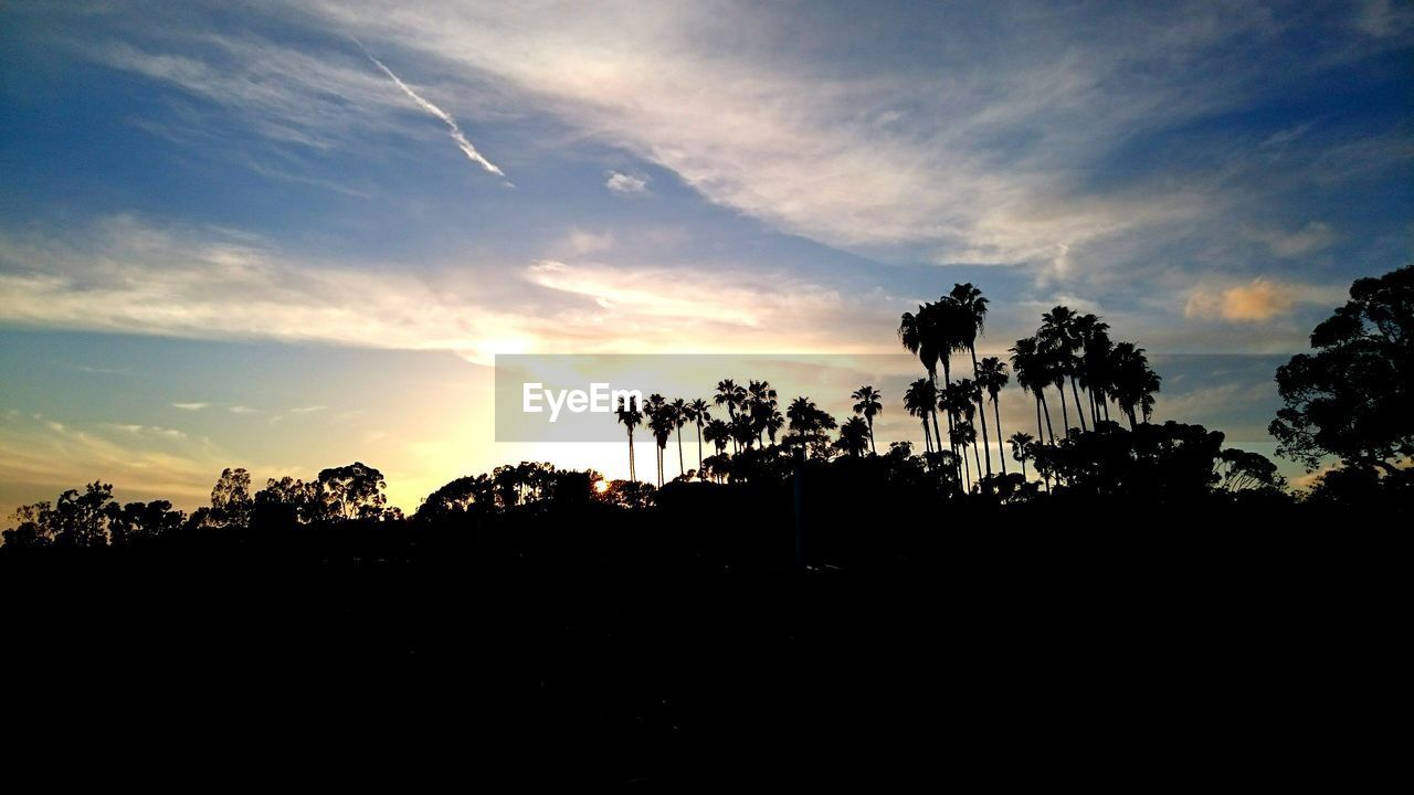 Silhouette of trees at sunset