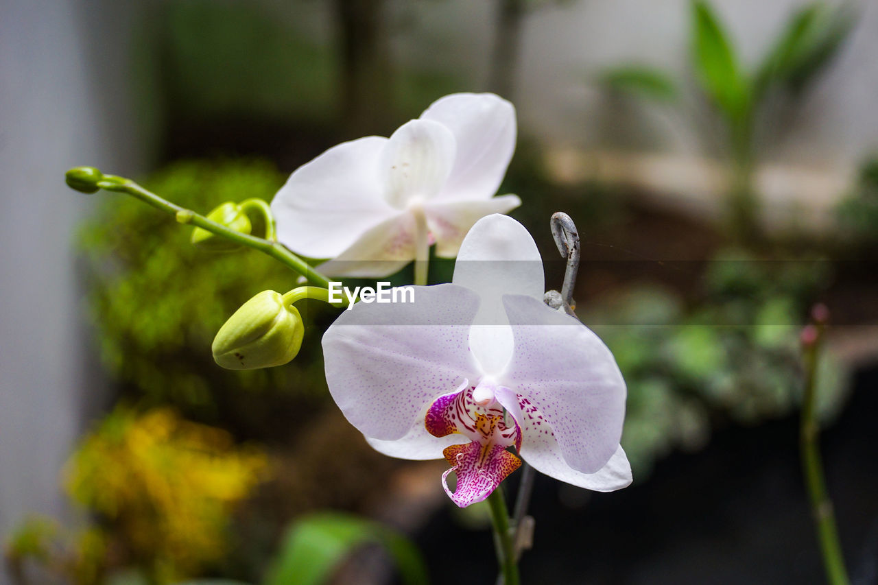 CLOSE-UP OF FRESH WHITE FLOWER