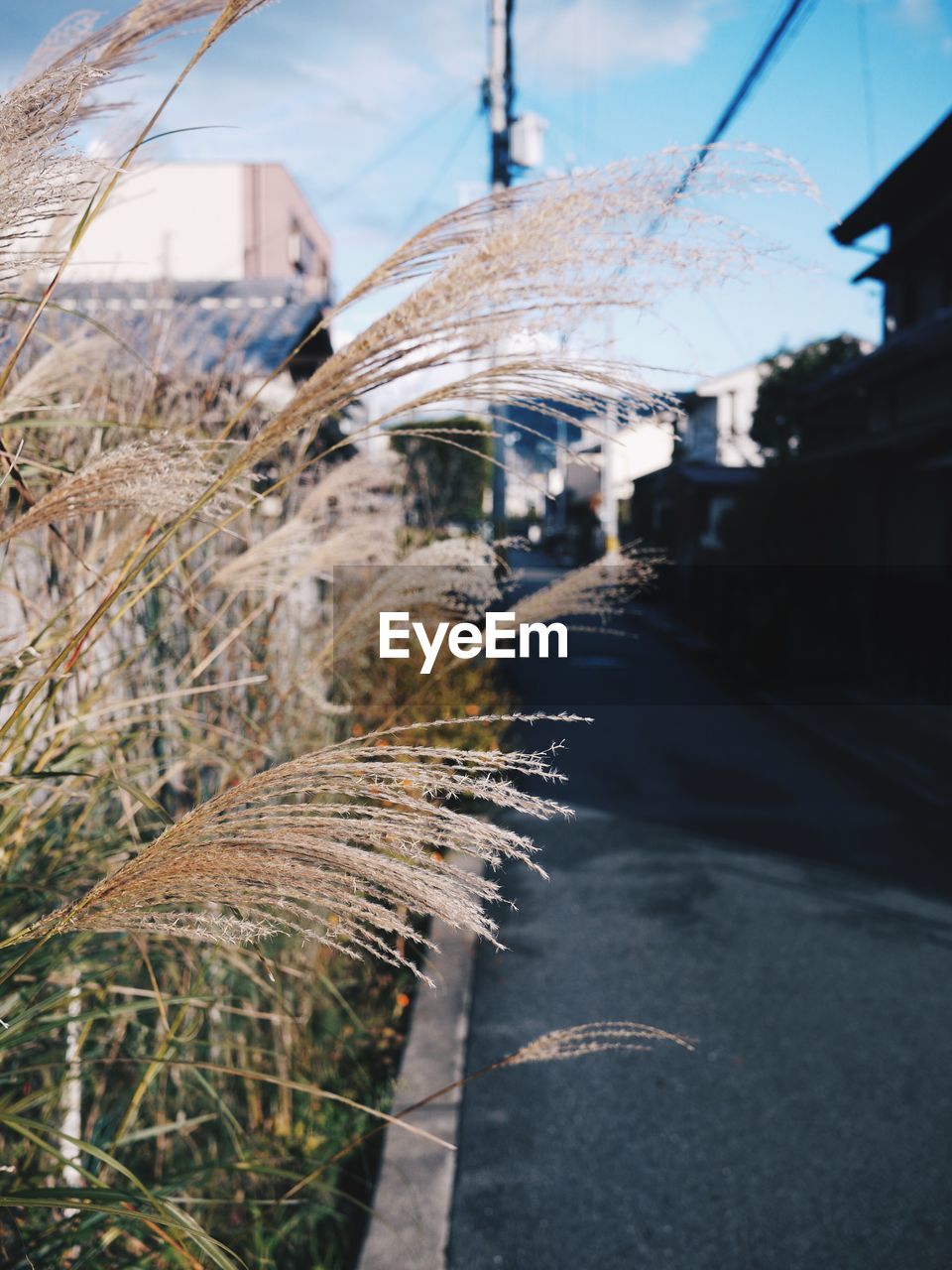 Plants growing by street