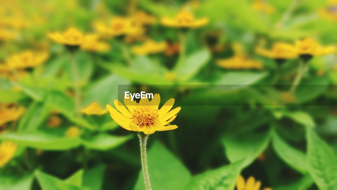 flower, flowering plant, plant, freshness, beauty in nature, yellow, growth, flower head, nature, fragility, plant part, leaf, petal, close-up, green, inflorescence, no people, focus on foreground, wildflower, outdoors, day, springtime, botany, summer, meadow, field, blossom, vibrant color, land