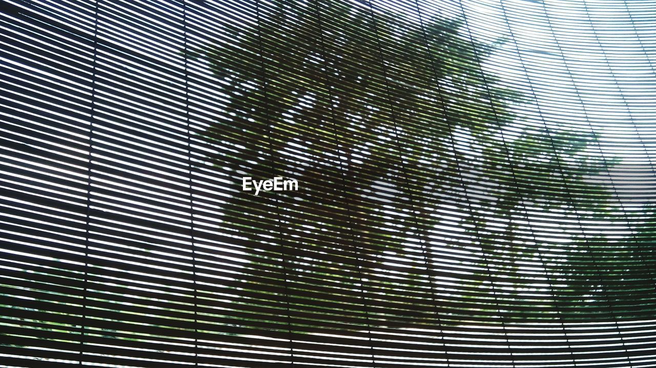 Low angle view of trees seen through window blinds
