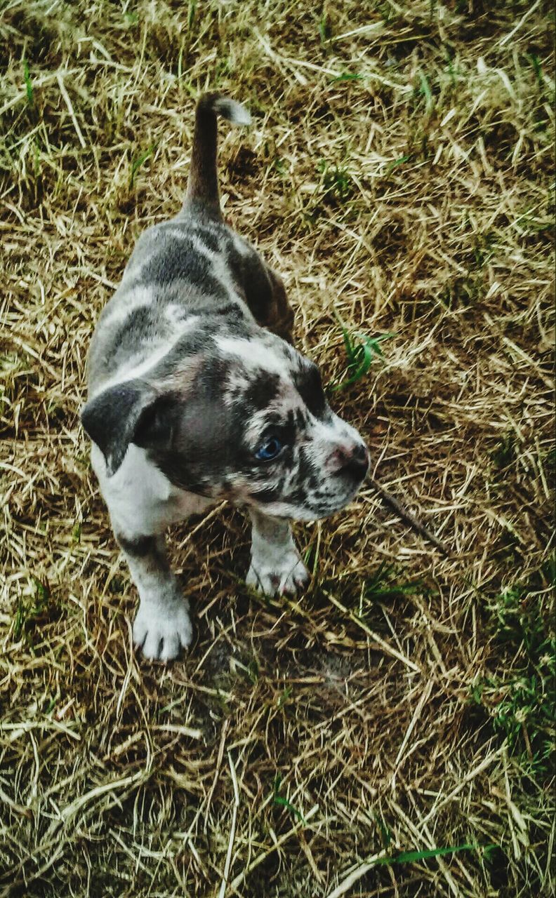 High angle view of puppy standing on field