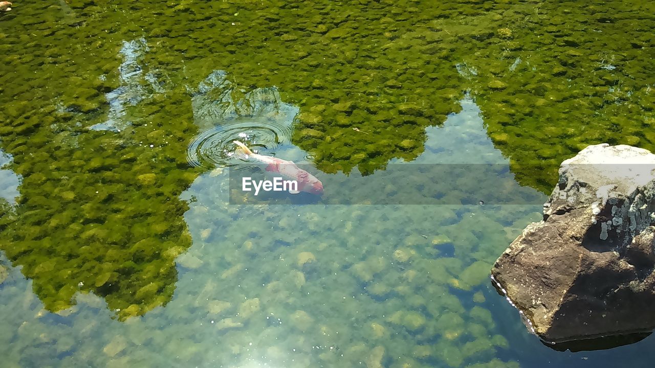 HIGH ANGLE VIEW OF FISH IN WATER