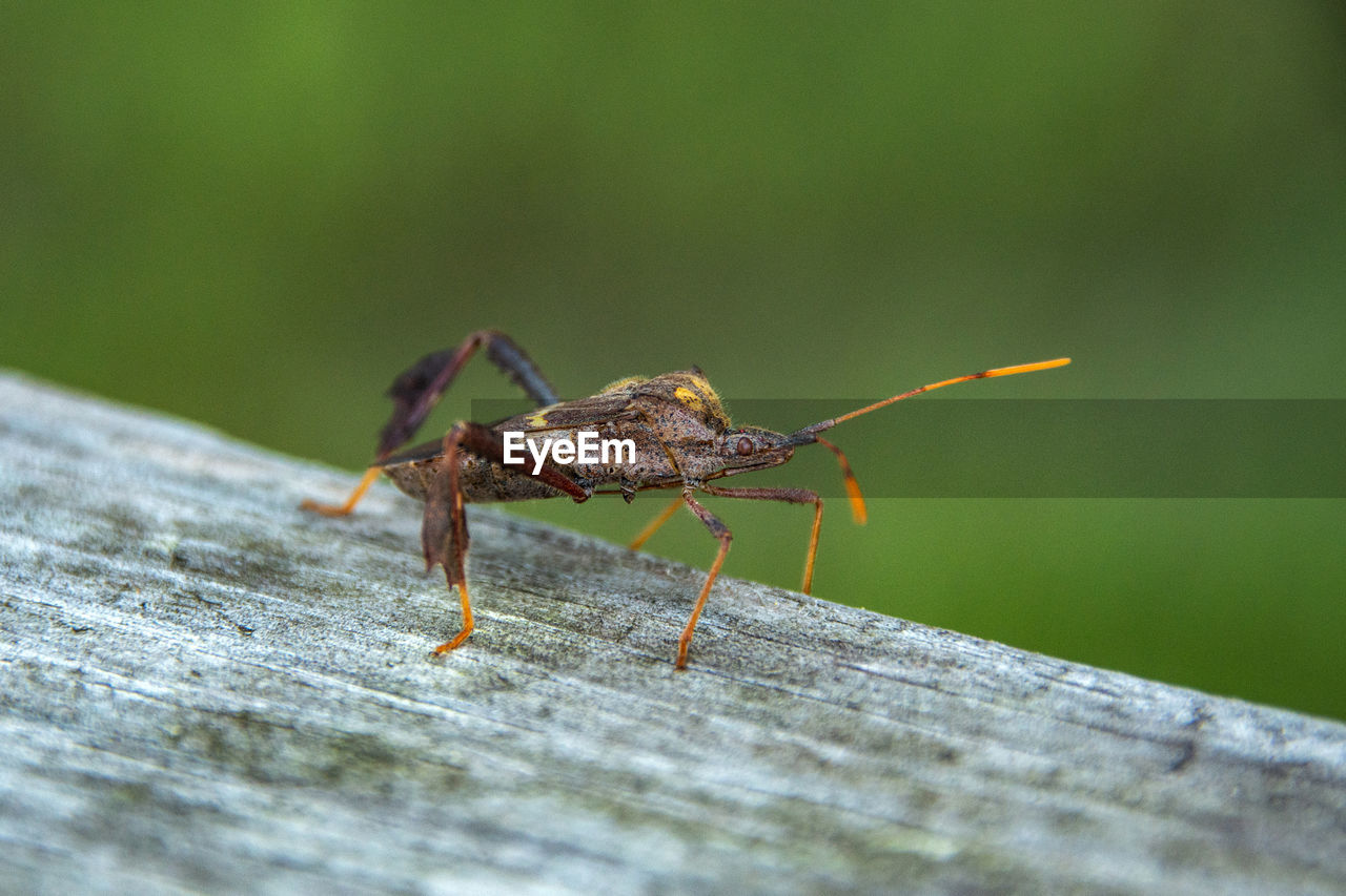 CLOSE-UP OF INSECT