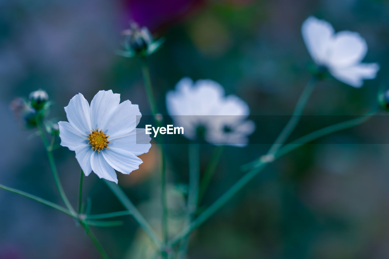 flower, flowering plant, plant, freshness, beauty in nature, close-up, fragility, nature, flower head, petal, macro photography, inflorescence, garden cosmos, growth, blossom, focus on foreground, no people, white, blue, outdoors, selective focus, botany, springtime, summer, pollen, plant stem, sunlight, day, wildflower, cosmos, green, environment