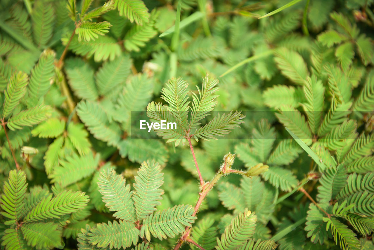 HIGH ANGLE VIEW OF GREEN LEAVES