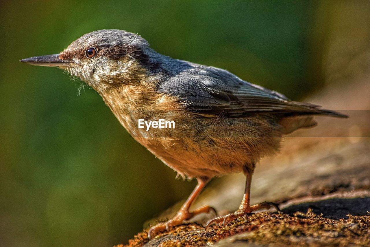 CLOSE-UP OF A BIRD PERCHING ON LAND