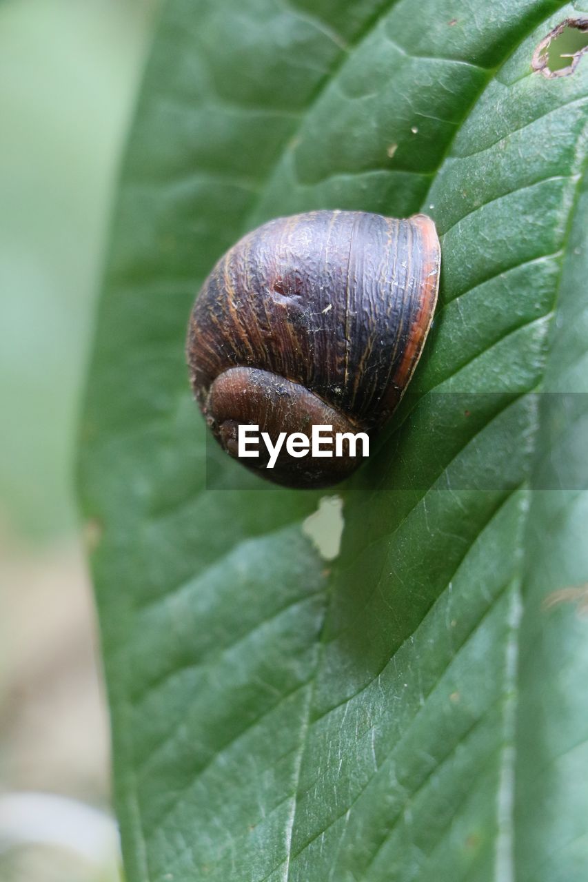 CLOSE-UP OF SNAILS ON LEAVES