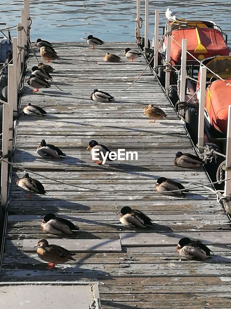 BIRDS ON LAKE