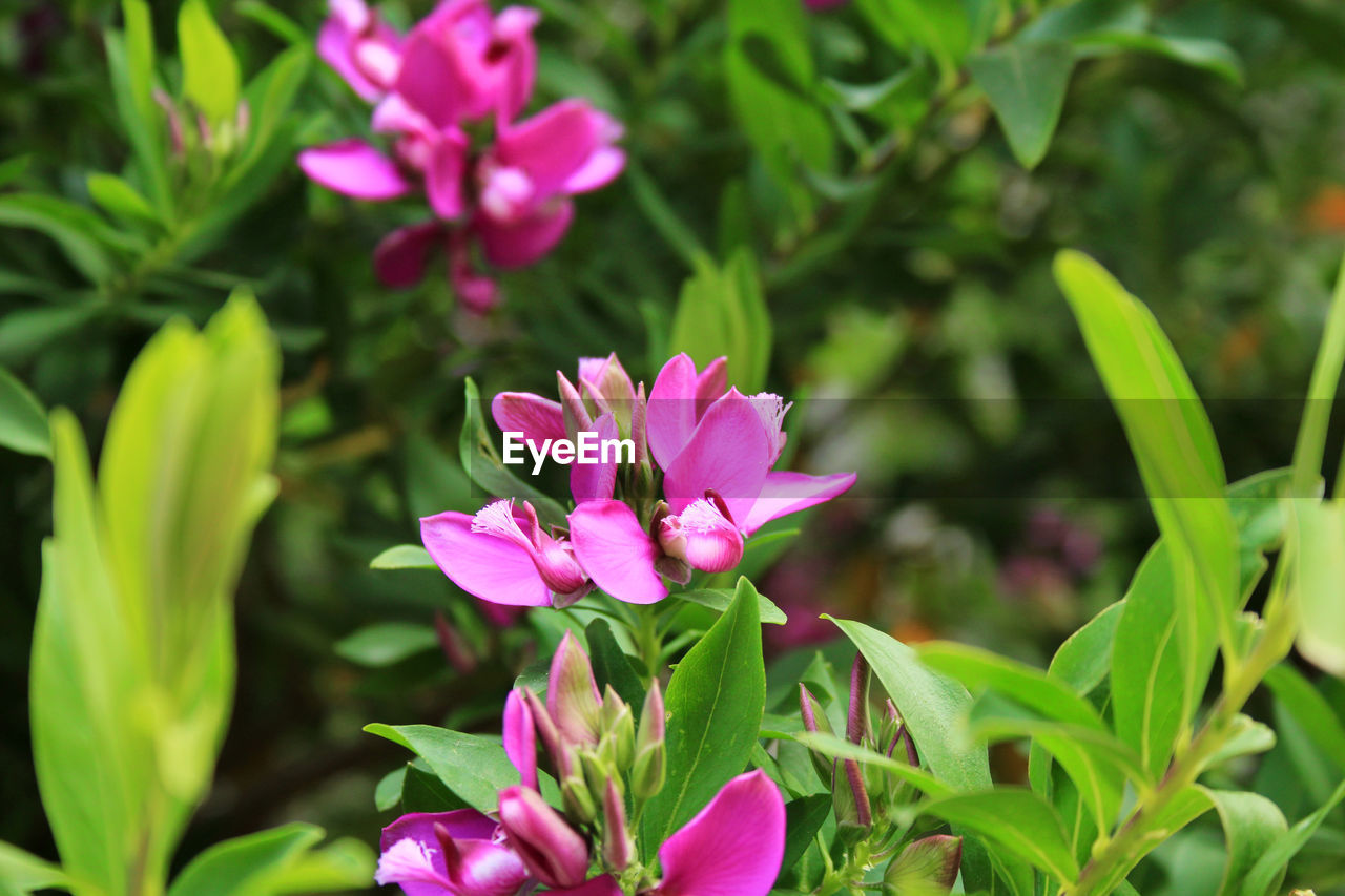 CLOSE-UP OF PINK FLOWER