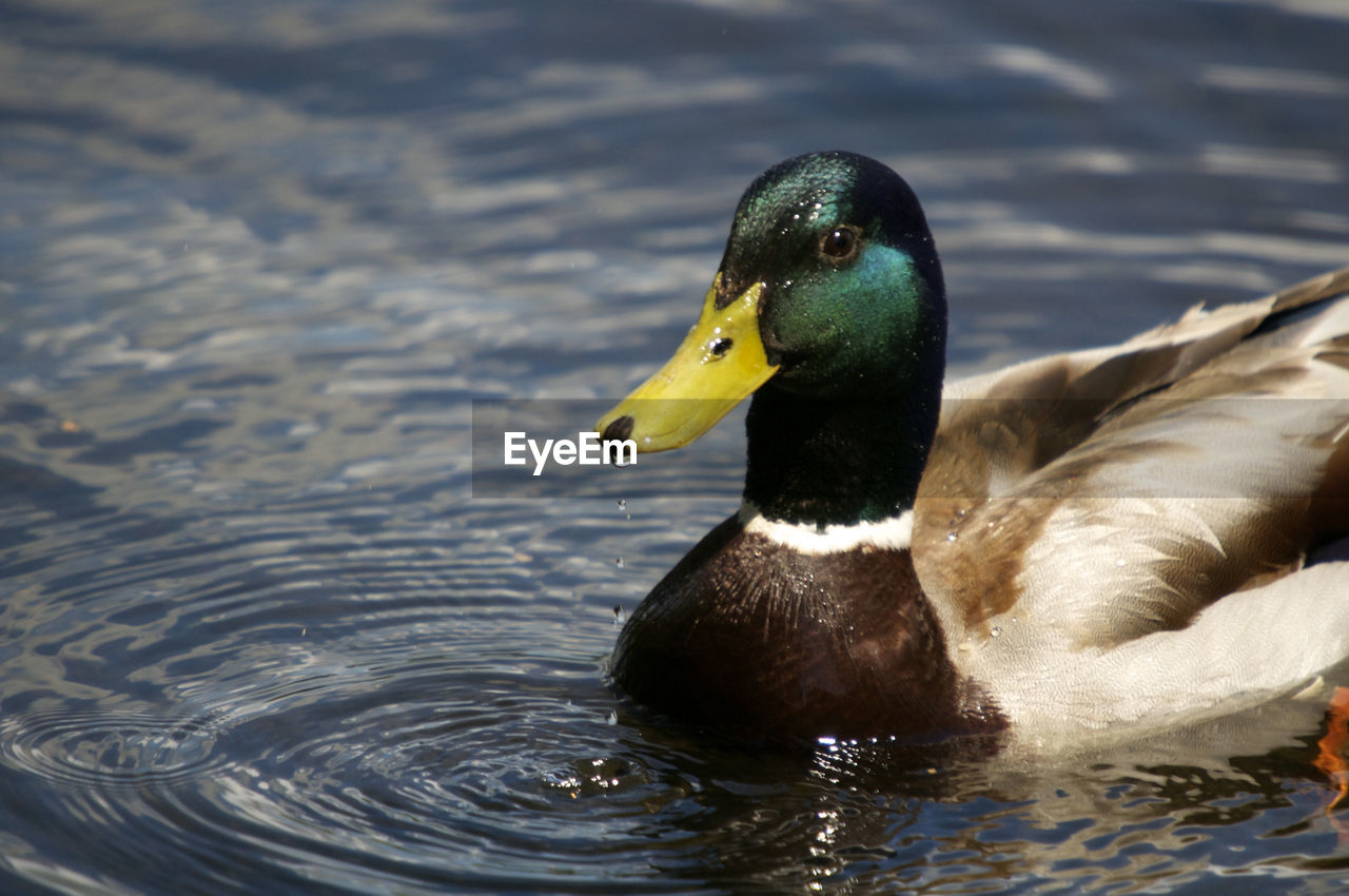 CLOSE-UP OF MALLARD DUCK IN LAKE