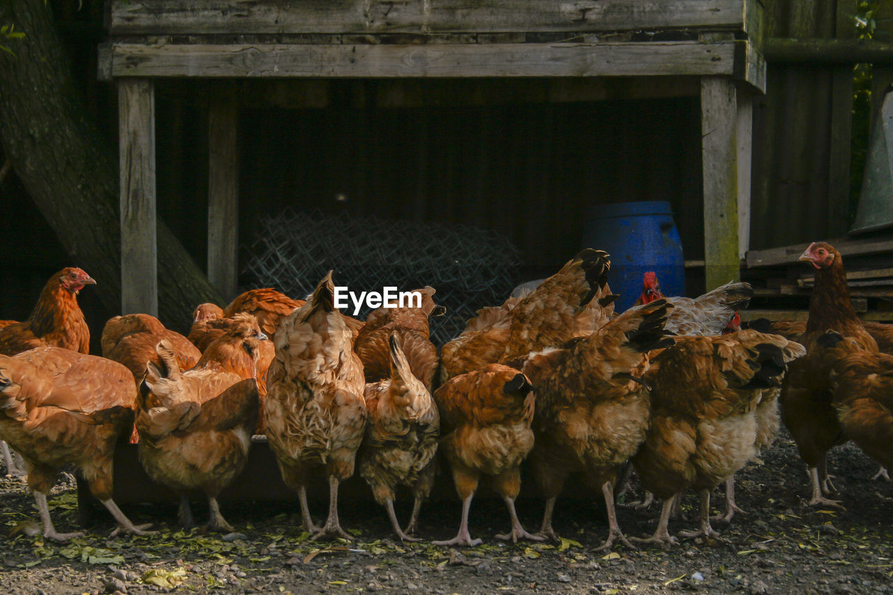 Chickens on backyard