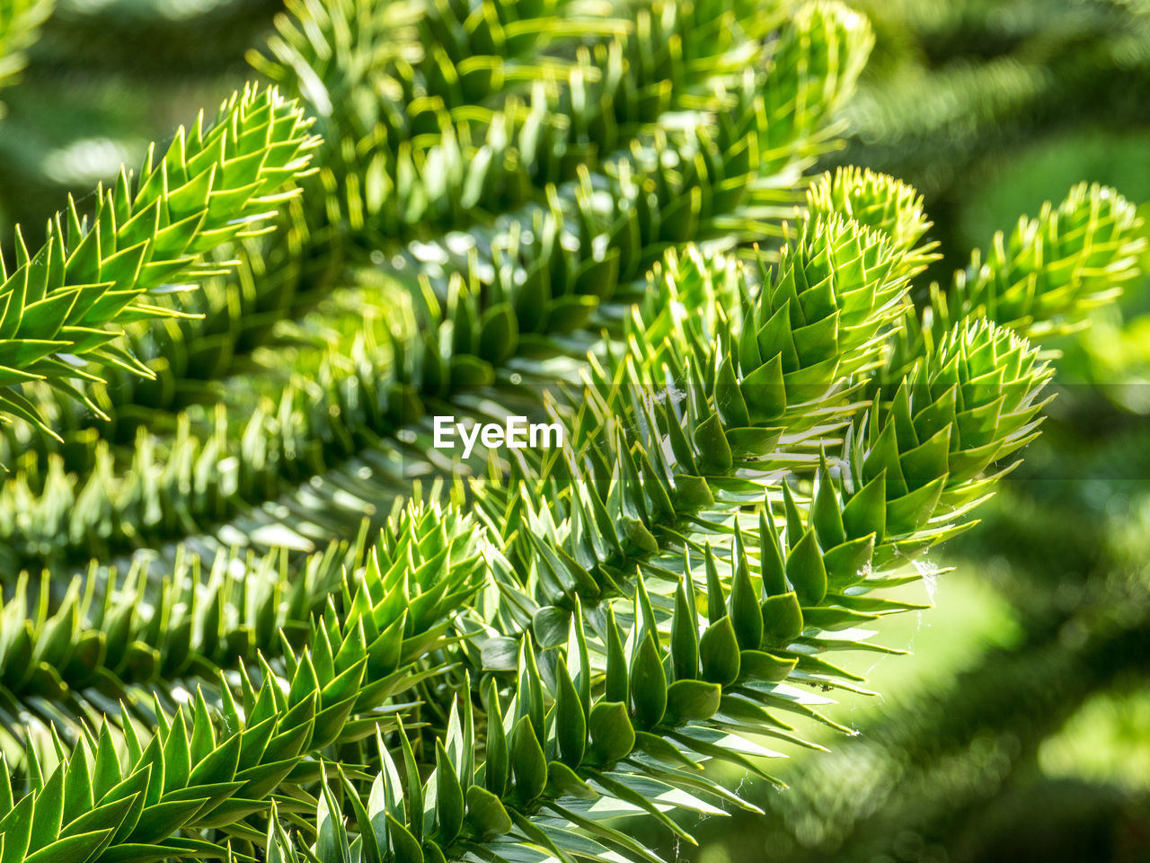 Close-up of fresh green plants