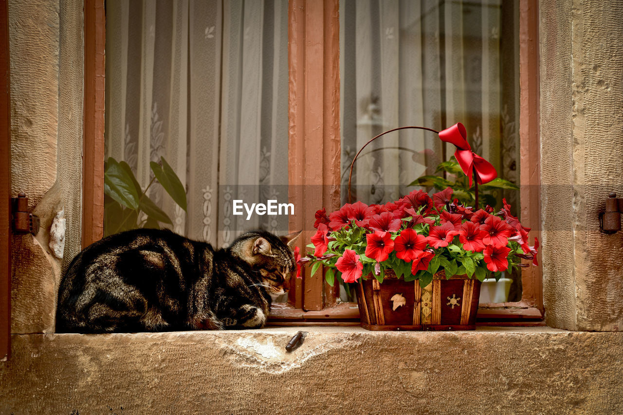 Cat sitting by flowers on window sill