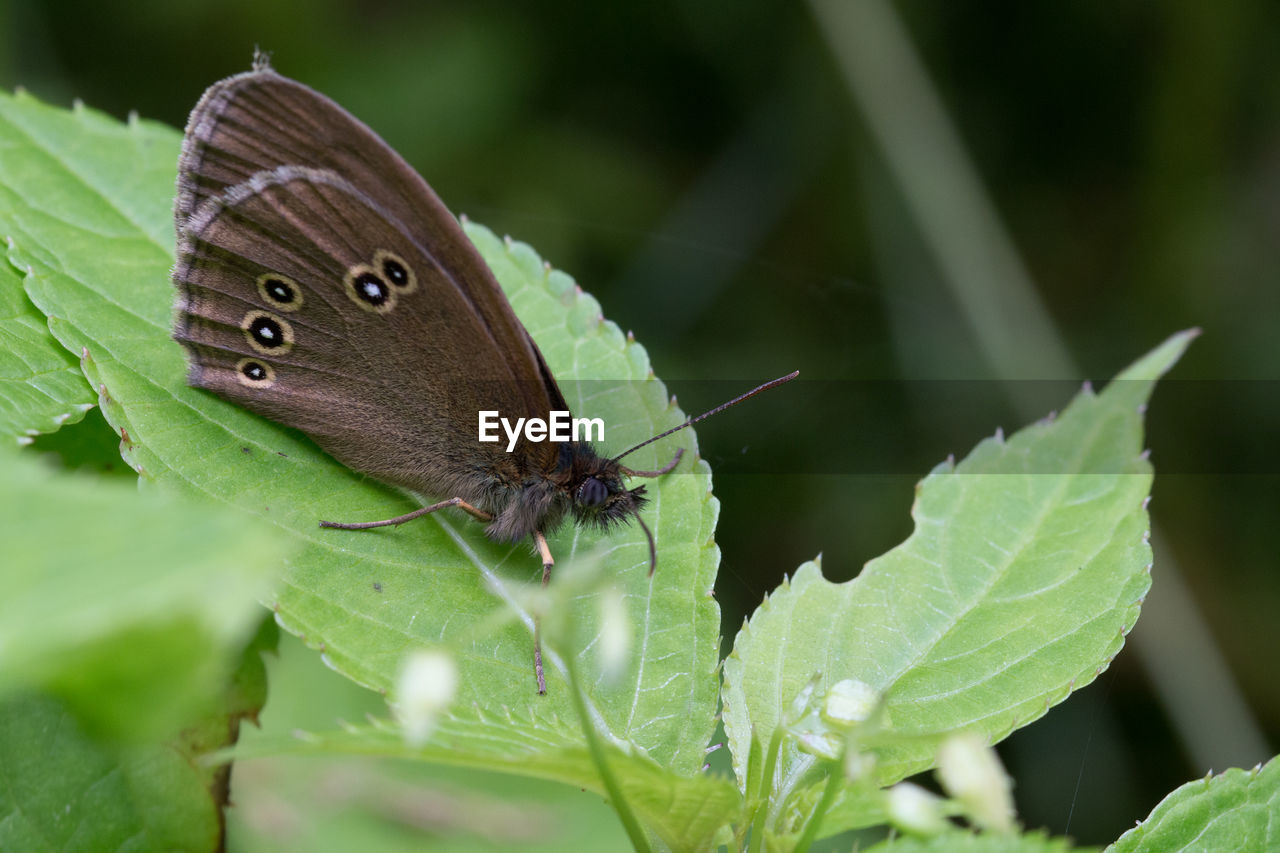 Close-up of butterfly on leaf