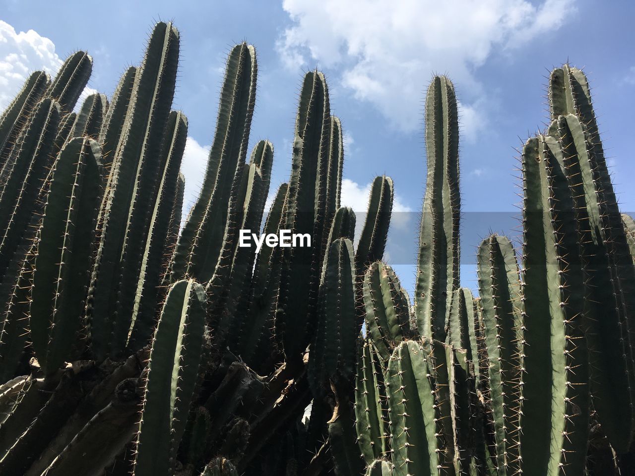 Low angle view of cactus plants against sky