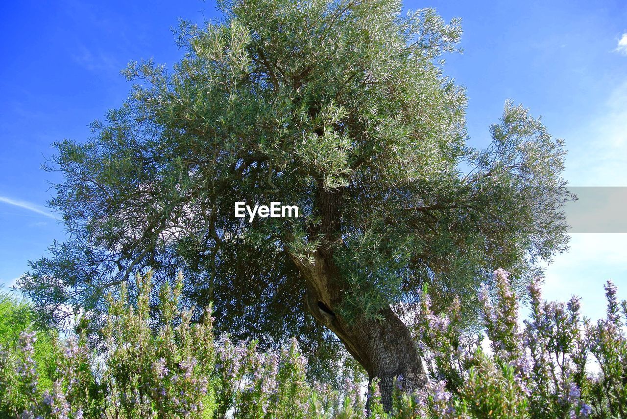 Trees on landscape against blue sky