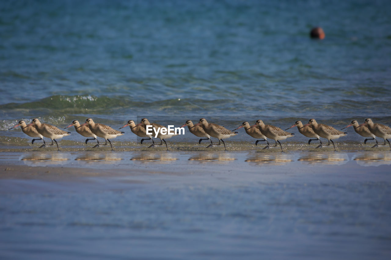 FLOCK OF BIRDS IN THE SEA