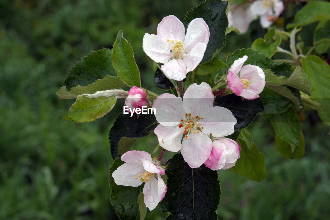 Close-up of pink flowers