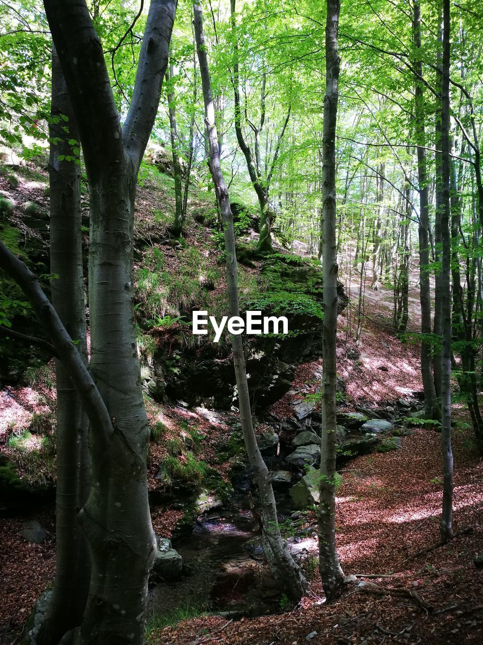 TREES GROWING IN FOREST