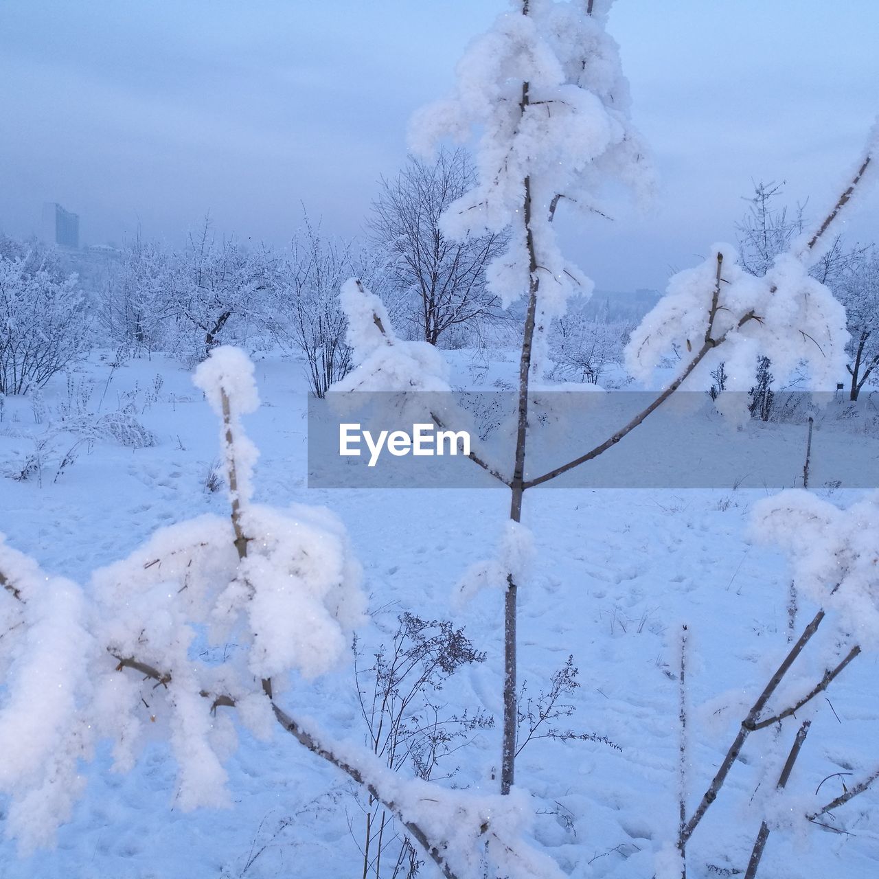 CLOSE-UP OF SNOW ON TREE AGAINST SKY DURING WINTER