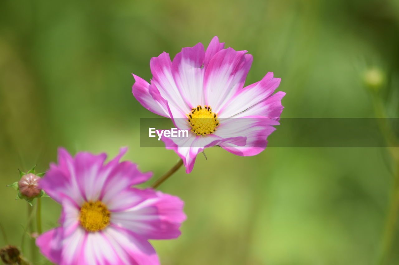 Close-up of pink cosmos flower