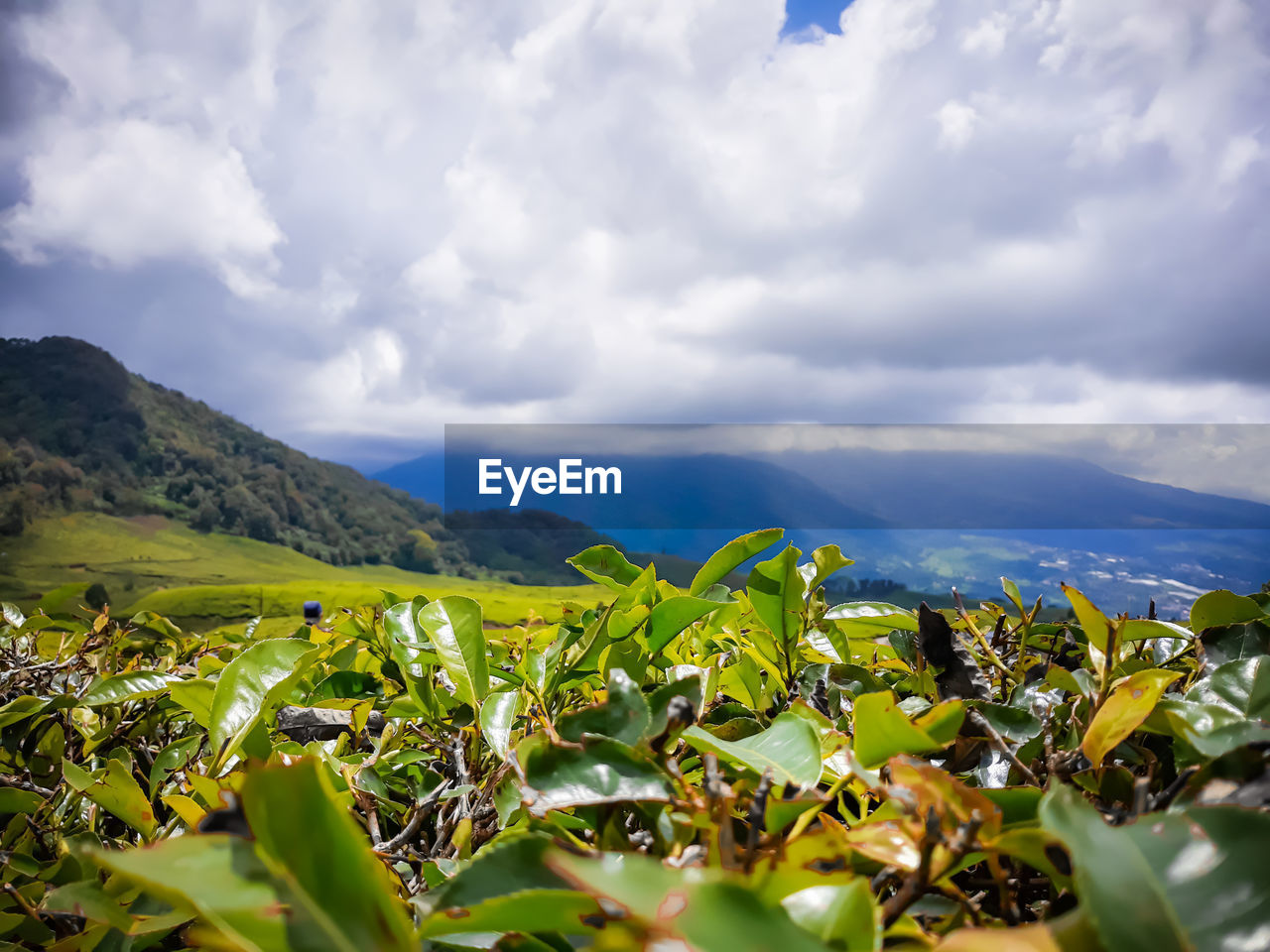 Agricultural field against sky