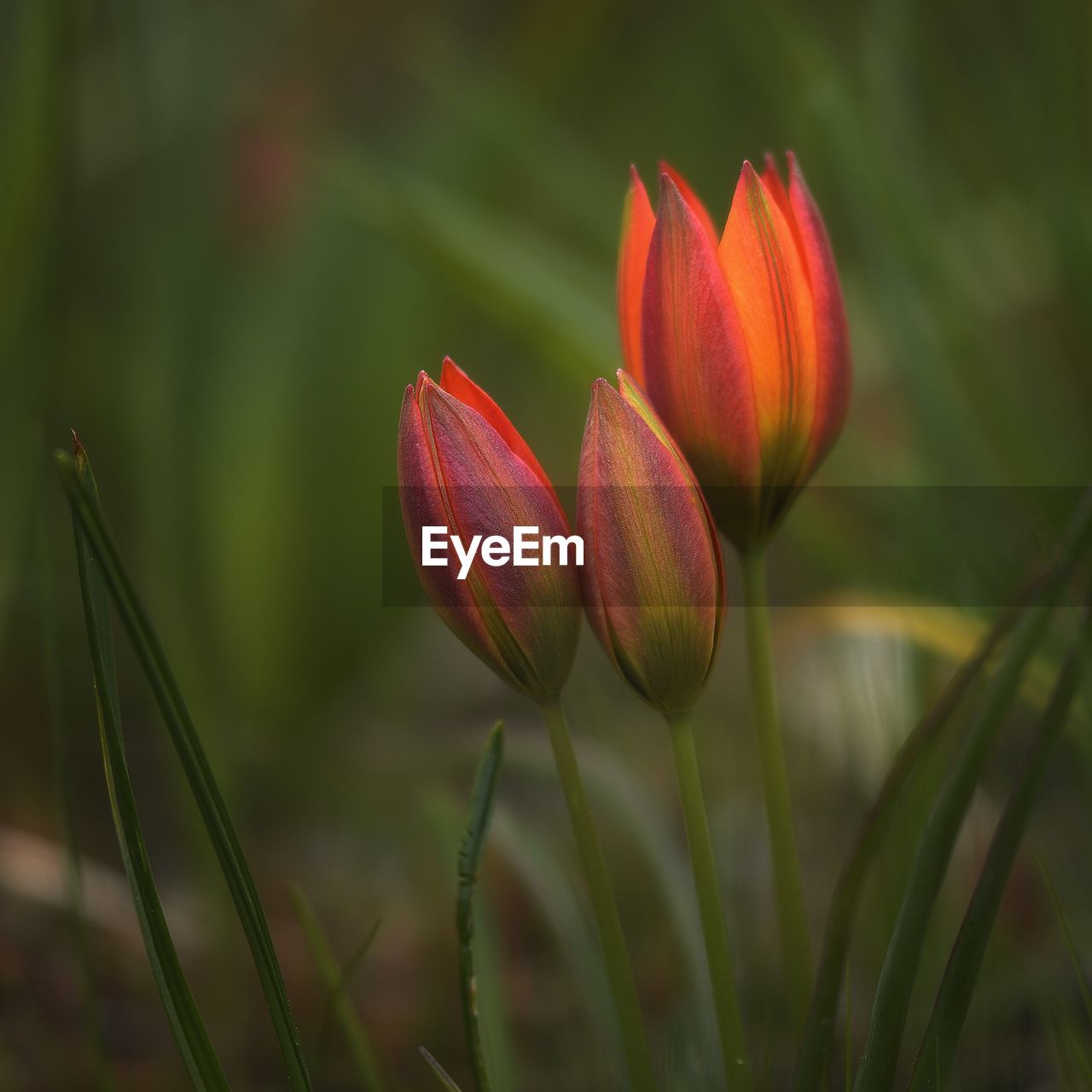 Close-up of day lily blooming outdoors