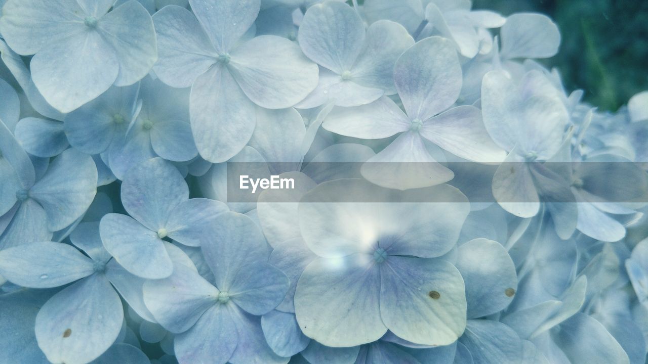 Close-up of flowers blooming outdoors