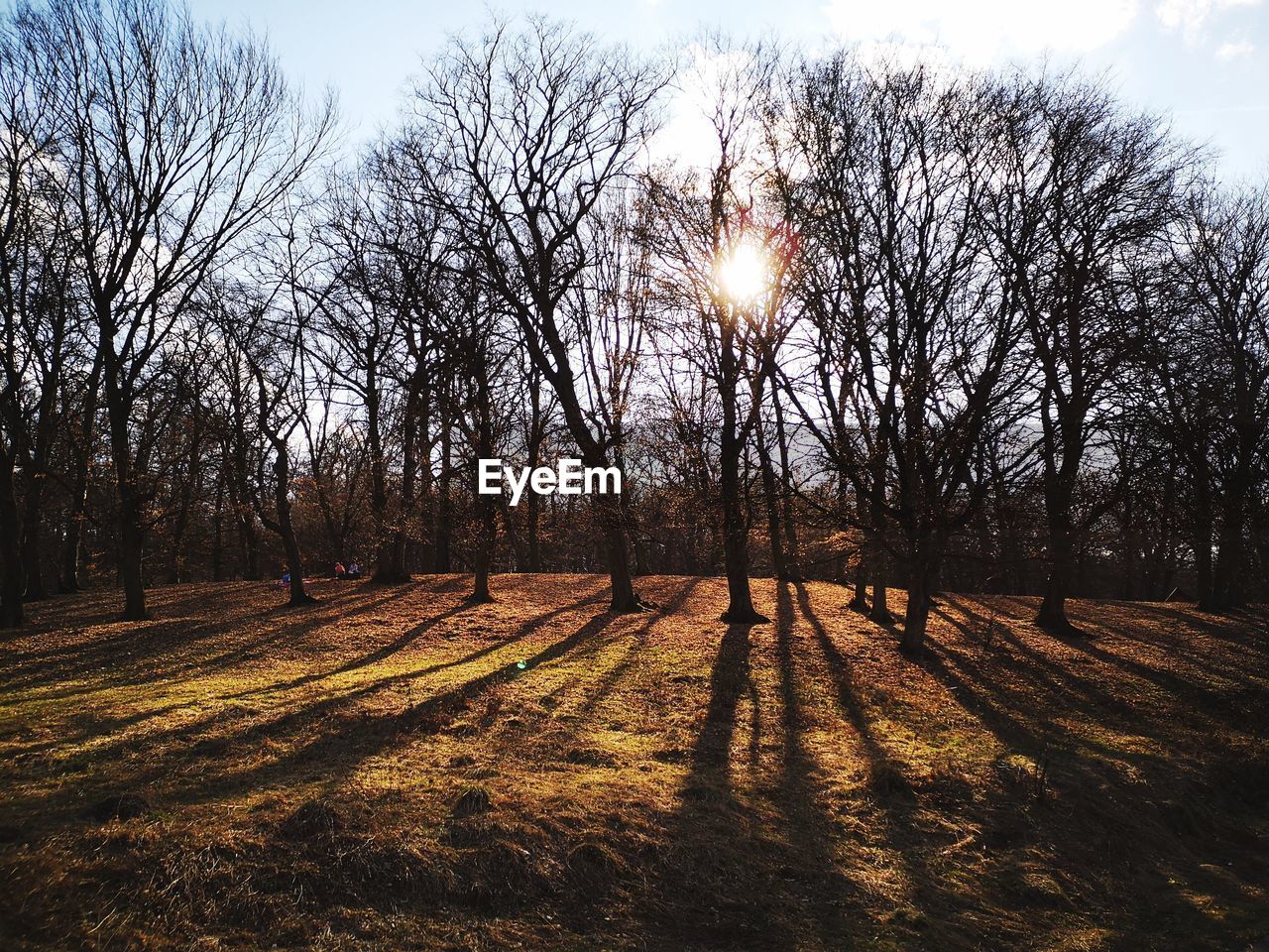 BARE TREES ON FIELD AGAINST SKY AT SUNSET