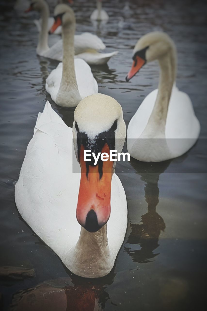 CLOSE-UP OF SWANS SWIMMING IN LAKE