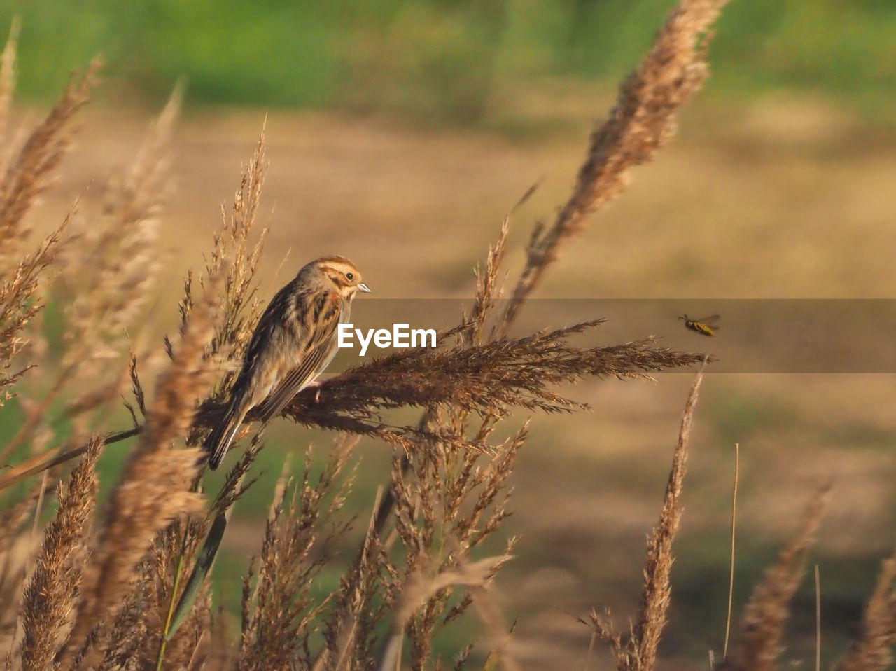 VIEW OF BIRD PERCHING ON PLANT